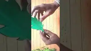 beautiful paper flower