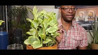 Peperomia Obtusifolia watch this before you proceed...