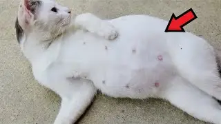 People screamed in horror when they saw who the pregnant cat gave birth to!