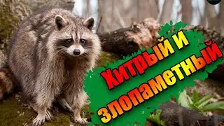He's the most dangerous domesticated animal | The raccoon