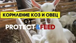 КОРМЛЕНИЕ КОЗ И ОВЕЦ ОТ ПРОТЕКТФИД || BAMBINO  || «КАПРА»