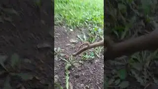 гном добыл золото