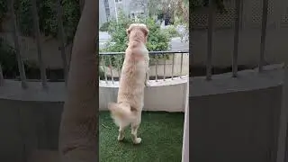 Mastikhor Golden Retriever #viral #youtube #puppy #youtubeshorts #dog #cute #enjoy #happy #trending