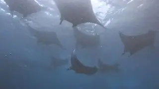 Manta Magic at Manta Point - Nusa Penida