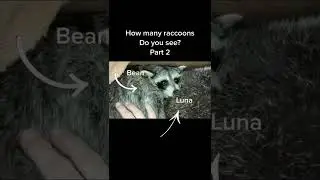 2 Raccoons !! Looks Like 3 🤣🤣🤣 #beantheraccoon #pets #kitchic 96