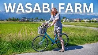 Daio WASABI FARM in Japan 🌱🚴‍♂️🚆 Exploring RURAL JAPAN by Bike on a Day Trip from Matsumoto 🇯🇵🏔️🍦