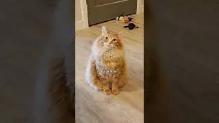 Now all he needs is theme music 😂🧡 