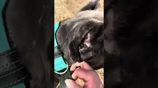 Гулять