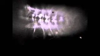 Instar Drosophila Larvae Expressing UAS-GCaMP 5.0 V2