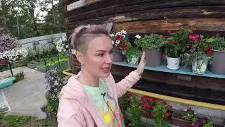 БЕГОНИЯ БИГ ДЕЛЮКС, САНТА КРУЗ.ОБЗОР.2020
