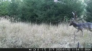 VÝBĚR NEJ ZÁBĚŮ Z FOTOPASTÍ 3, 10 -12  2024 #wildlife#forest #myslivost#JAGD#woods#POLOWANIE#HUNTING