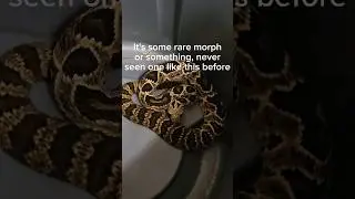 I saves my neighbor's pet snake! 