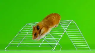 Green screen background Rat