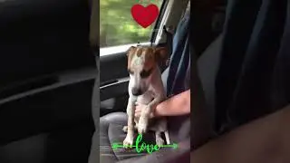 Rescued Dog Shows True Gratitude❤️🐶❤️ #dog #doglover #doglove #love #compassion #trust