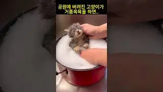 고양이 최고의 성형은 거품목욕인 이유