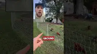 ELECTRIC FENCING IS OUR PRIMARY DEFENSE SYSTEM AGAINST GROUND PREDATORS #electricfence #premier1