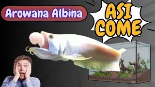arowana ALBINA   ASI COME         arowana ALBINA ASI EATS
