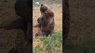 Bear 🐻 | #bear #wildlife #indianwildlife #animal #wild #forest #nature #ytshorts #youtubeshorts