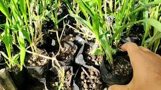 Magkano ang benta namin sa Mombasa at Mulato Ⅱ Grass?  GOAT FARMING BUSINESS
