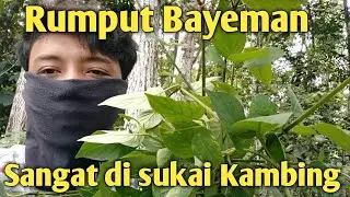 KAMBING JANGAN SERING DI KASIH RUMPUT INI, WALAUPUN SUKA - NGARIT #Plog