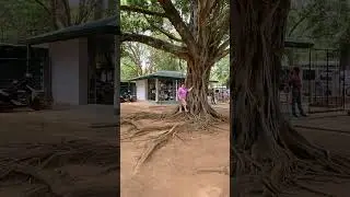 «Шагающее Дерево» - Баньян, уникально по строению своего ствола и корневой системы.Шри Ланка,07.2024