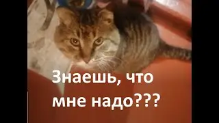 Странное поведение кота, он выпрашивает еду. Котик любит спать под умывальником.