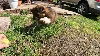 веселая прогулка с пёселем полное видео под приятную музыку
