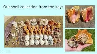 January 2021 Sanibel Shell Club Meeting - Shelling in the Keys