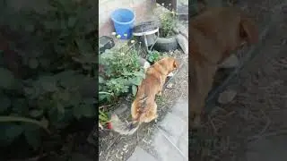 Животные прикол