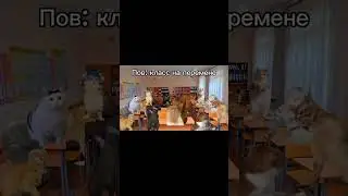 пов: класс на перемене #коты #ВидеоМоë