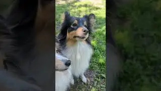 собака постоянно занюхивается в земле? что делать