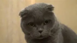 Монька
