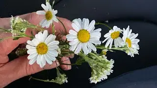 КОЗЕРОГ 🌼🌿 19-25 августа 2024