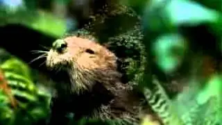 X Box  Музыкальные насекомые