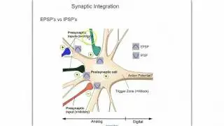 The Synapse