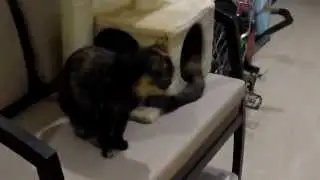 Кошки. Хвост у меня длинный, но я иногда его просто оставляю...