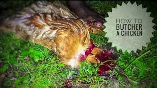 HOW TO BUTCHER A CHICKEN | Selin Georgex.