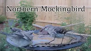 Cute Baby Mockingbird's Bath Time Adventure!