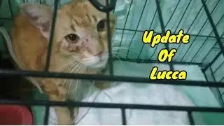 Update of Lucca@lilyivo