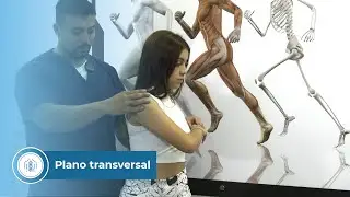 Plano transversal