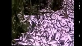 Жесть! замор рыбы в астраханской пойме