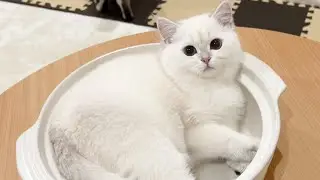 When I made a cat pot, it was too cute ...