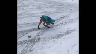 это лучшая походка собаки