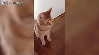 приколы с котами! ржач не могу! смеялся пол часа