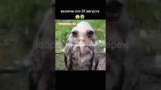 #мем #chickengun #memes #teamfortress2 #мемы #жиза #tf2 #чгтоп