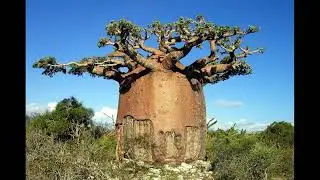 #Багрянник #Cercidiphillum #Баобаб #Adansonia Лиственные растения12 Deciduous plants12