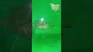 черепаха и кузнечик