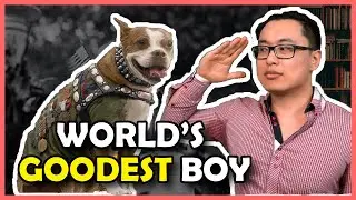 Dog CAUGHT a German Spy SOLO! Sergeant Stubby: The Most Decorated Dog in WW1