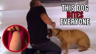 How to Stop A Fearful Dog From Biting | Cesar 911 Throwbacks