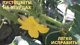 ПУСТОЦВЕТ на огурцах что делать и как вернуть ОГУРЦЫ?